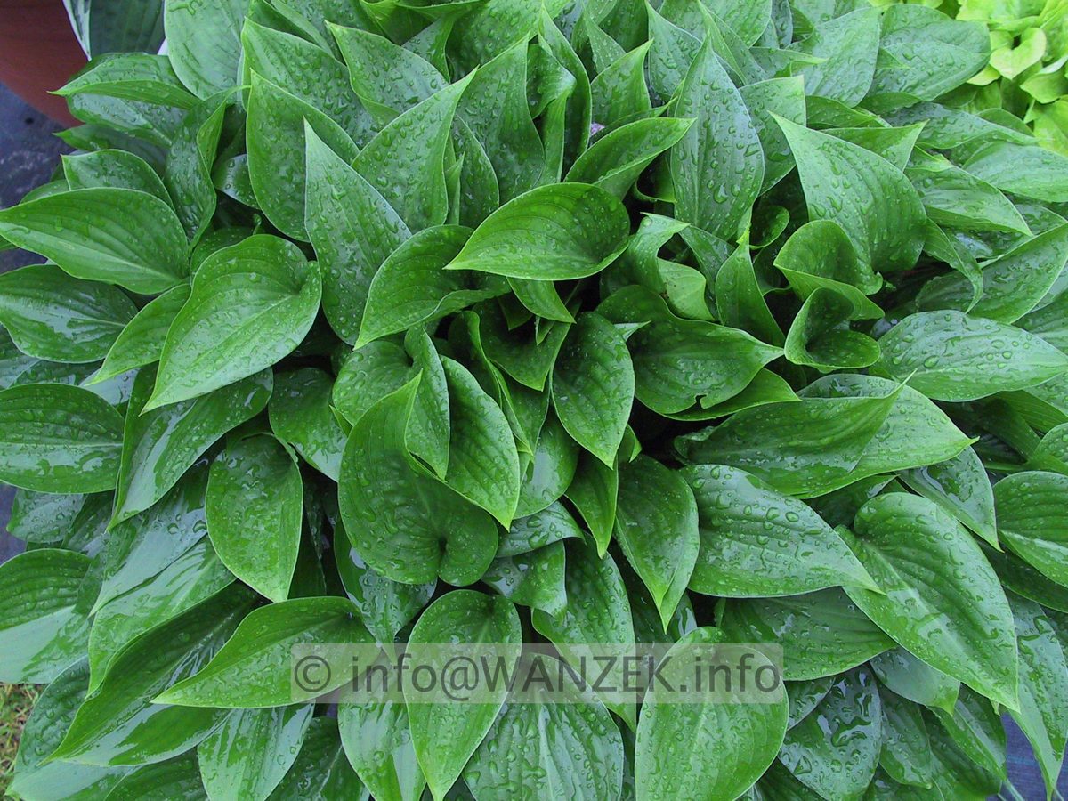 Hosta ventricosa Compacta 002.JPG